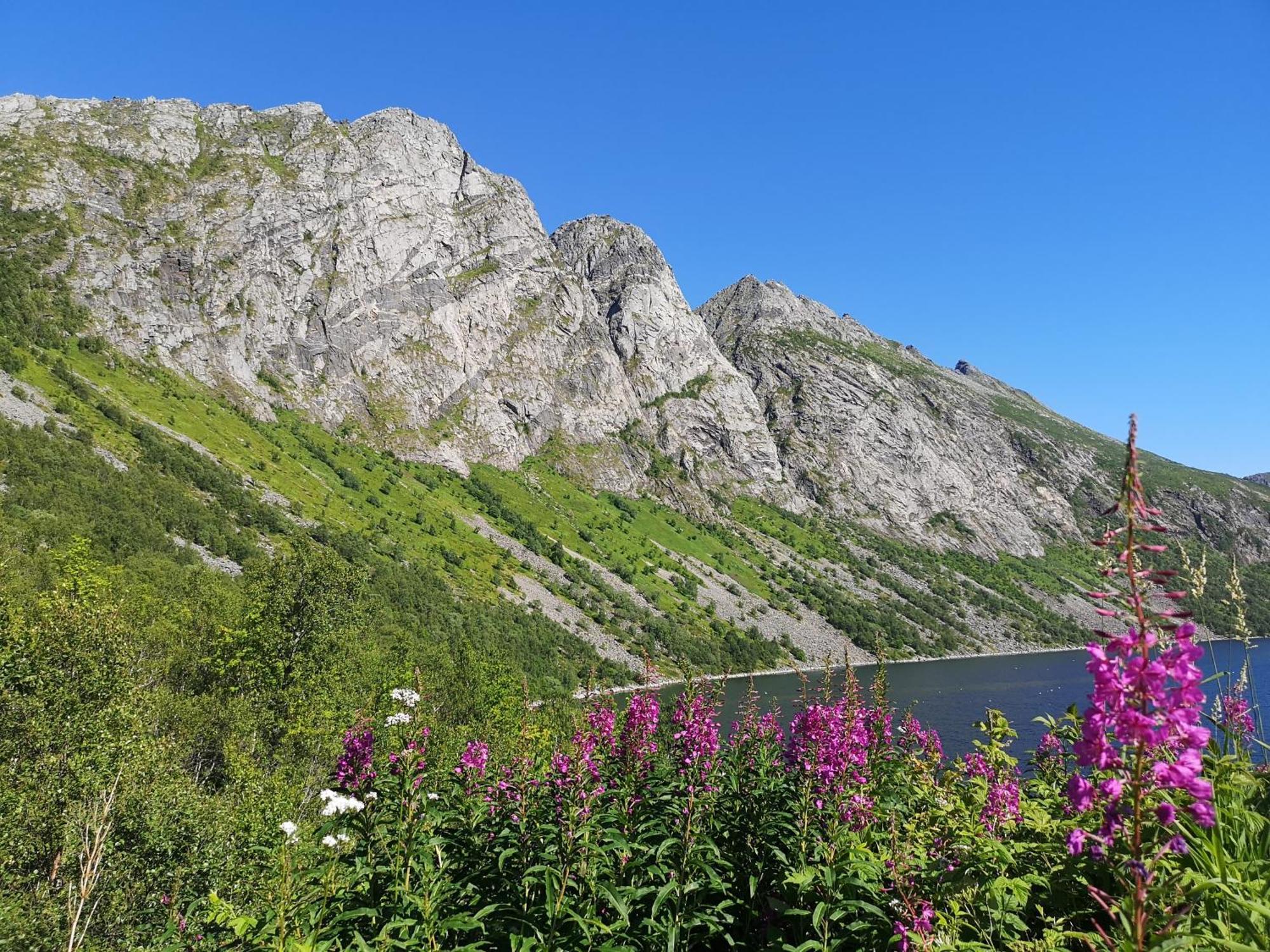 Ferrytale, Cozy, Spacious House On Senja Gryllefjord Екстер'єр фото